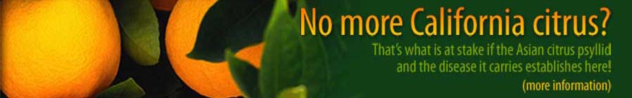 No More California Citrus?